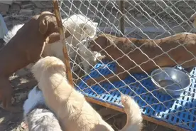 应广大朋友的要求秋田放出来，拉布拉多关笼子，最后酿出大祸了视频封面