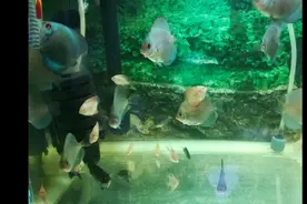 七彩神仙鱼的成长历程——