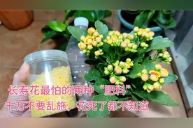 长寿花两种“肥”不能用，用了容易烧根，容易死苗。一定要记住。视频封面