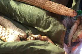 生长在沙漠中的锁阳