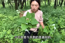 为啥南方的艾蒿和我们北方的艾叶长得不一样？到底哪个地方的艾好