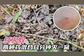 红火蚁毒性非常强，教你配两种药剂几分钟灭一窝，见效太快了