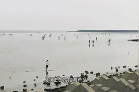去上海奉贤海湾看海，既能免费游览，还能下海捉黄泥螺，爽！视频封面