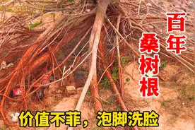 黄河边发现百年“桑树根”，价值不菲，这木根底有啥用
