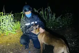 云南警犬金三为救辅警牺牲：拖着流血的腿走回警务室才倒下