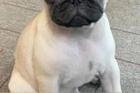 狗狗需要干什么