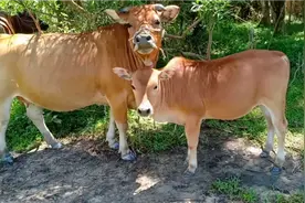 被眼镜王蛇咬死几头牛，网友都叫小陈养鹅，这个方法也是行不通的视频封面