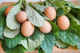 地黄菜煮鸡蛋，我家一周吃七次，不破皮老嫩适中，比茶叶蛋还美味