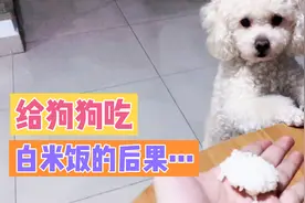 在家不要给狗狗吃白米饭，不然就是这个样子…视频封面