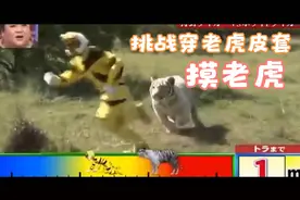 挑战穿老虎皮套摸老虎，你敢吗？视频封面