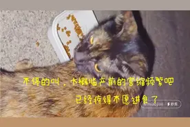 流浪猫：生产前的宫缩大概很疼吧，玳瑁猫已经只叫，不再进食。视频封面