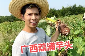 广西荔浦芋头丰收了，看看二叔种植五十亩芋头有多大，辛苦阿姨了视频封面