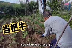 城里人的田园生活：多亏邻里指教；种地不是挖个坑埋点土就完的事