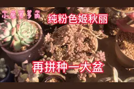 粉色姬秋丽比丸叶姬秋丽更容易上色而且比它粉，忍不住又种一大盆