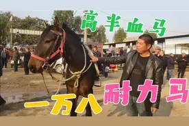 高半血耐力马能跑50公里，马主张口要价一万八，看完后感觉值了！视频封面