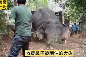 大象鼻子被铁链困住了，救援人员先把大象麻醉再解救视频封面