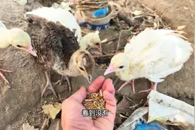 小孔雀出生已经一个月，孔雀和鸡杂交能生出来个啥玩意儿？