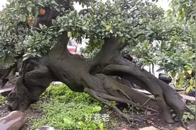 这棵金弹子老桩盆景可参展的作品视频封面