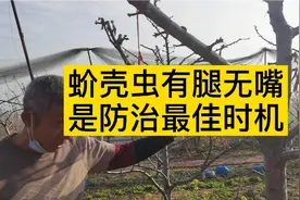 蚧壳虫防治最佳时机：有腿了还没有嘴的时间是最佳时机