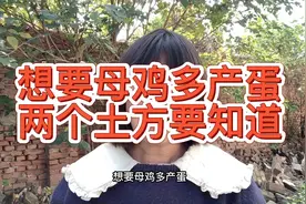 为什么你养的鸡几天不下一个蛋，有了这个，你家的鸡也每天一个蛋视频封面