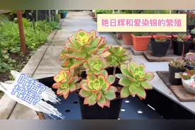 艳日辉和爱染锦的繁殖方法，叶插行吗？如何长速更快，颜色更好看视频封面