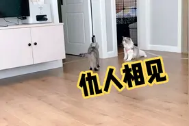 两只猫主人的强烈建议：养猫最好只养一只，千万不要给猫找伴？视频封面