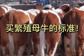 繁殖母牛的购买标准是什么？小王和您分享一下经验！