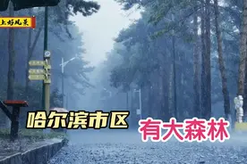 哈尔滨香坊有个国家级森林公园，全是大松树，空气老好了