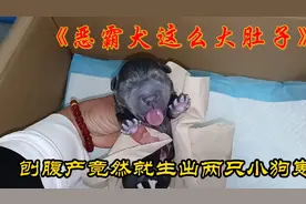 恶霸犬这么大肚子竟然生出两只小狗，刚生出的小狗确有点像小猴子