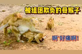 母猴子被猴群欺负，连小猴子也不放过，为什么不逃走呢？视频封面
