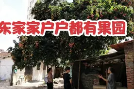 在广东芒果掉地上了都没有人捡，荔枝随处可见，便宜到无法想象！视频封面