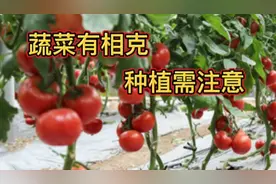 蔬菜有相克，种植需注意，哪些蔬菜不能挨着种植？这里告诉你