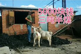 5000块钱三吨半煤，黑龙江农村冬季取暖费用升高，生活成本又高了视频封面