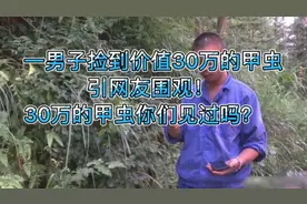 一只甲虫值30万？太不可思议了吧！？视频封面