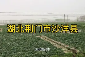 拍摄的是湖北荆门沙洋县，湖北荆门在湖北的中部，这里是江汉平原视频封面