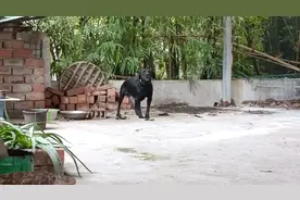 一只被当成土狗养的拉布拉多！你见过吗？