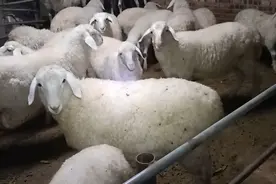 出生四个月的羊羔开始出售了，最大的长了90斤，就是价格不太理想