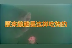 你知道鲢鳙是怎么吃钩的吗？原来鲢鳙是这样吃钩的！