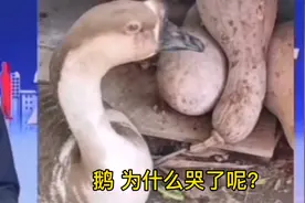 鹅为什么哭了呢？视频封面