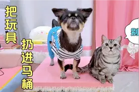 狗狗的奇葩行为，保护猫咪，竟然把螃蟹扔进马桶里视频封面