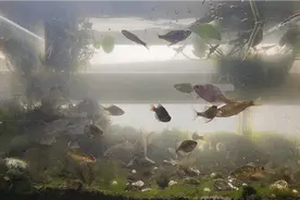 这样养鱼，鱼缸半年不用换水，清洗一次变得焕然一新视频封面