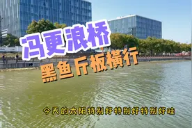 冯更浪桥，上海长宁区第一网红野钓点，黑鱼斤板横行！视频封面