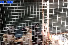 狗狗，眼屎重，用阿莫西林+双黄连口服液，效果不错