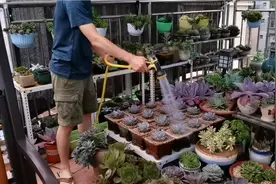 多肉植物夏季如何浇水，浇水最佳时间，个人经验分享