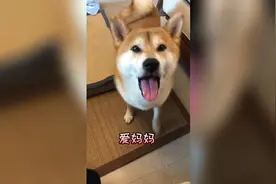 第29集｜假如有一天狗和人类一样会说话，是不是有点害怕😱视频封面