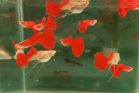 11种特别漂亮又好养的热带观赏鱼，孔雀鱼的品种真多啊