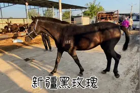 农民大叔的坐骑皮毛黝黑发亮像绸缎，它竟是戈壁滩的沙漠黑玫瑰视频封面