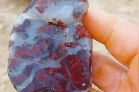 今天在渭河捡了一窝鸡血玉籽料