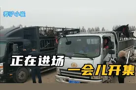 辽宁阜新王府集，正在进场一会儿开集，这集上的驴多吗？视频封面