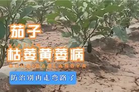 茄子得了枯萎黄萎病，别再做花钱掏力气治疗了，这样做一劳永逸！视频封面